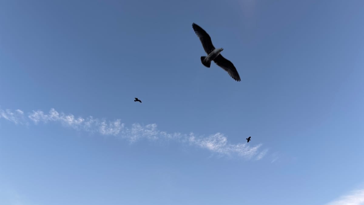 The pipeline grows...